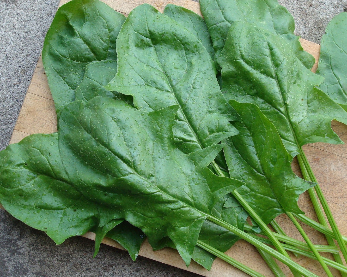 Japanese Spinach - Oriental Giant