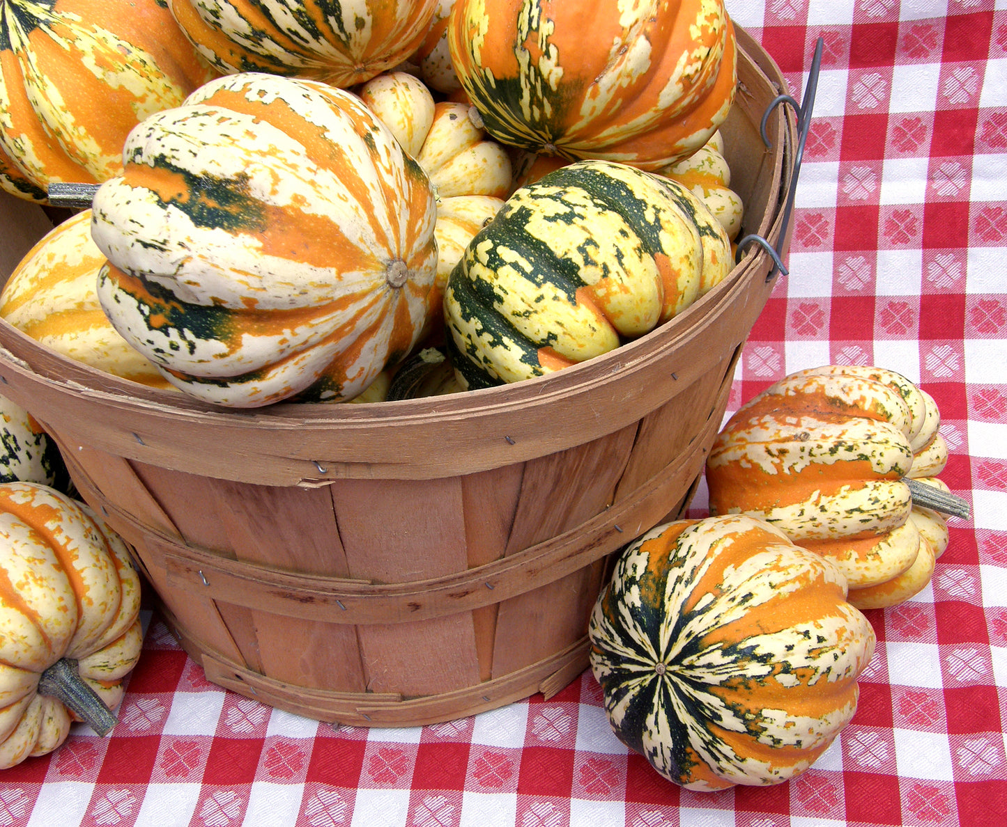 Festival Acorn