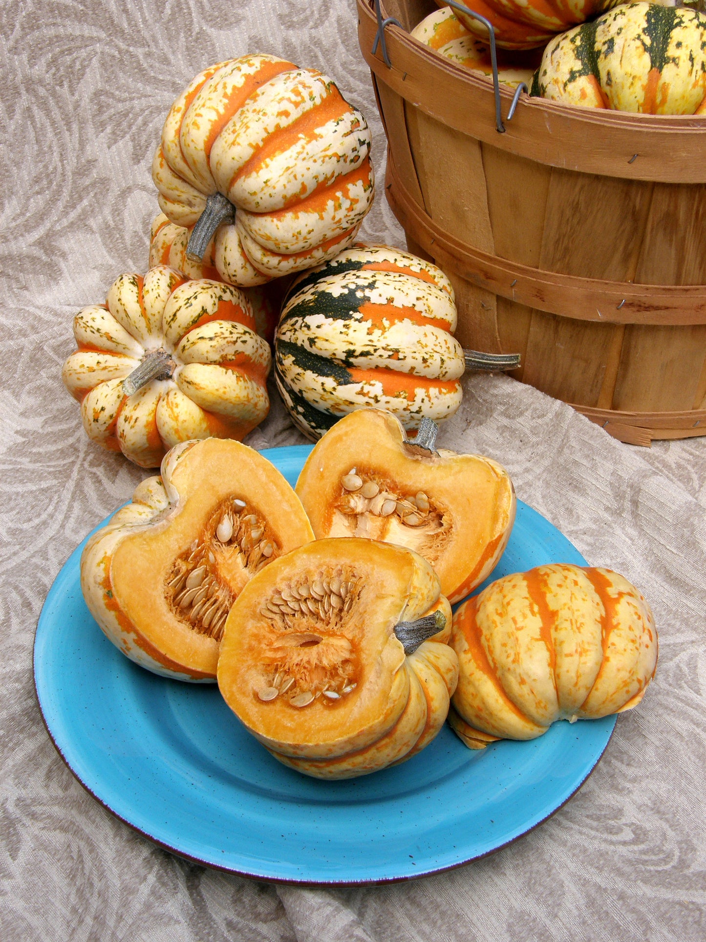 Festival Acorn