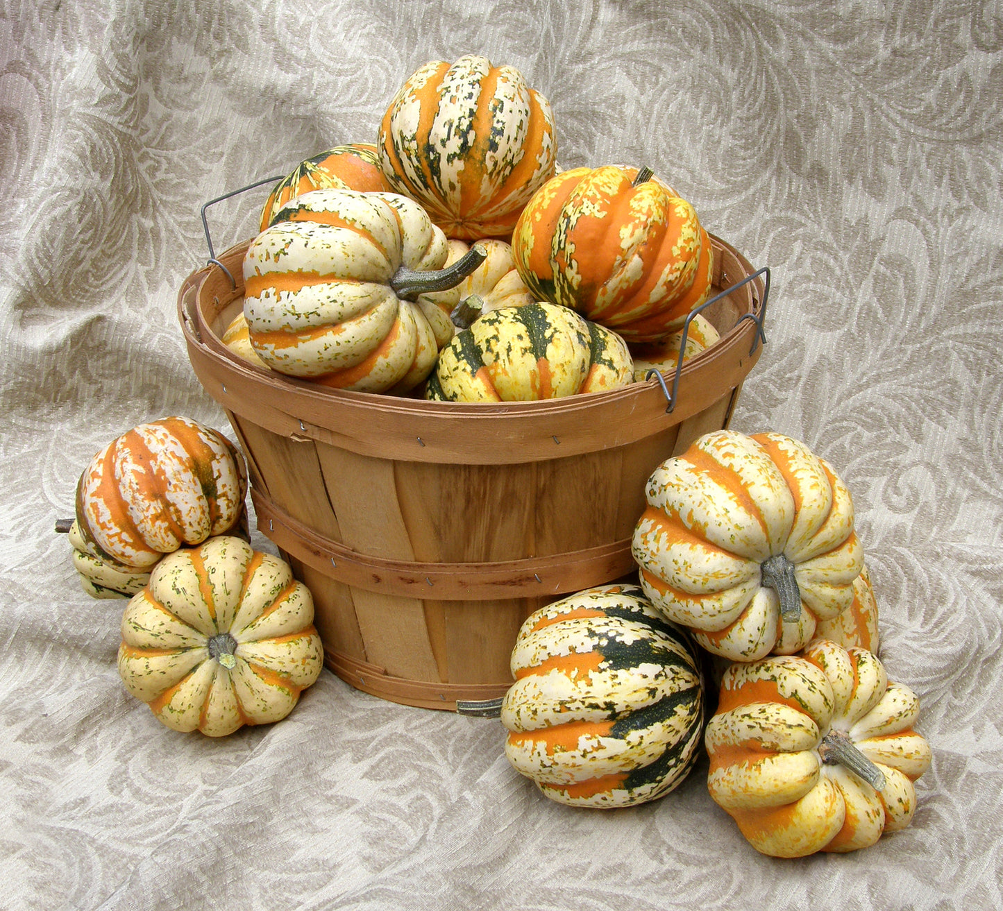 Festival Acorn