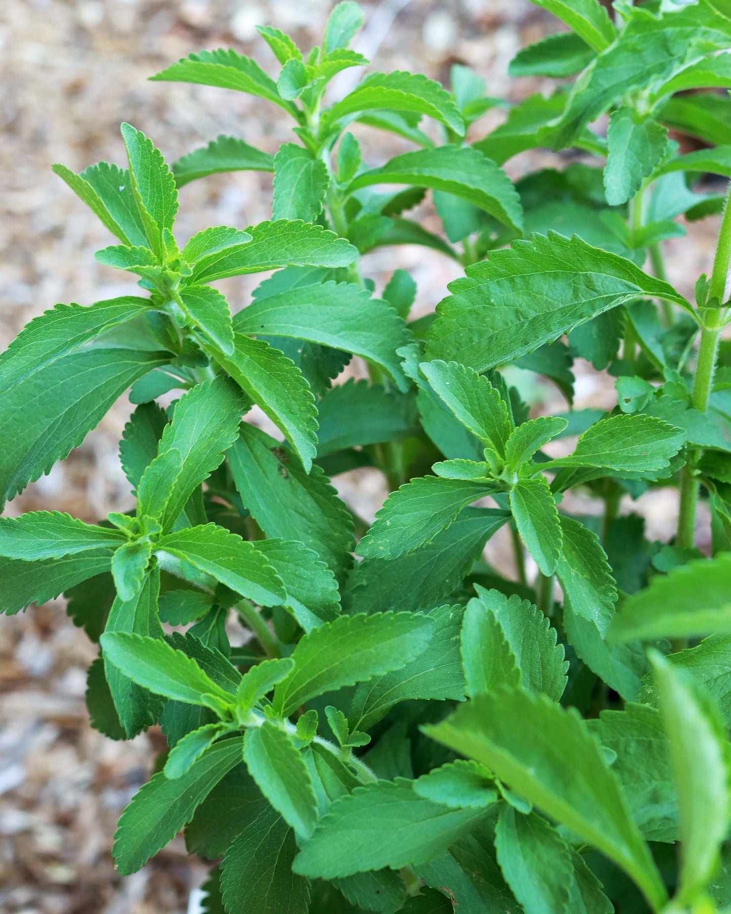 Heirloom Herbs - Stevia