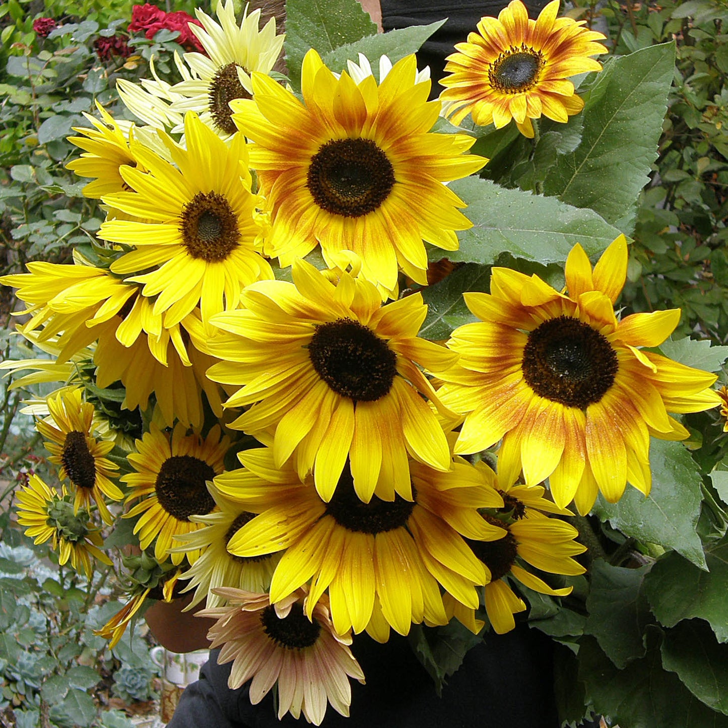 Heirloom Summer Garden Dancing, Joyous Sunflowers