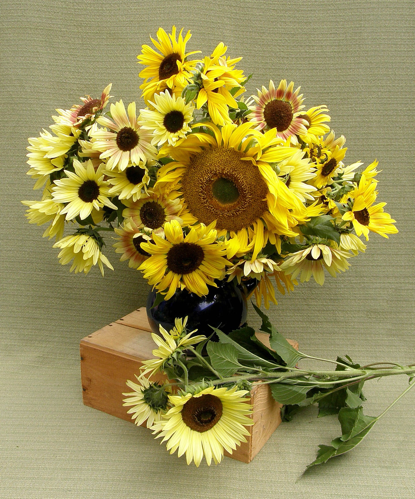 Heirloom Summer Garden Dancing, Joyous Sunflowers