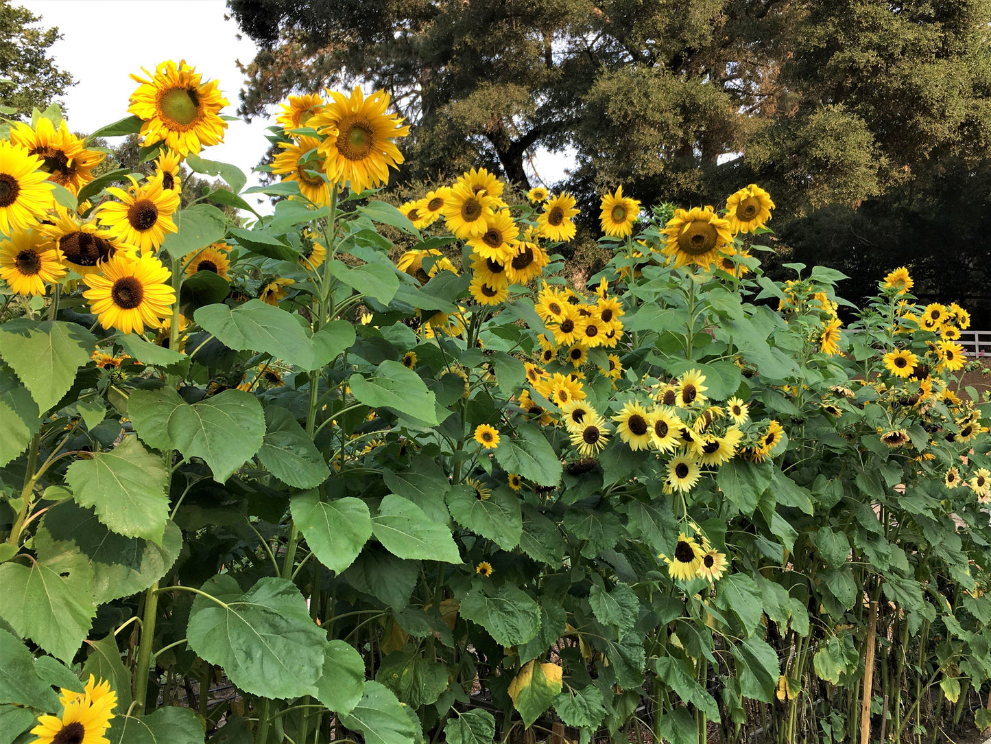 Heirloom Summer Garden Dancing, Joyous Sunflowers