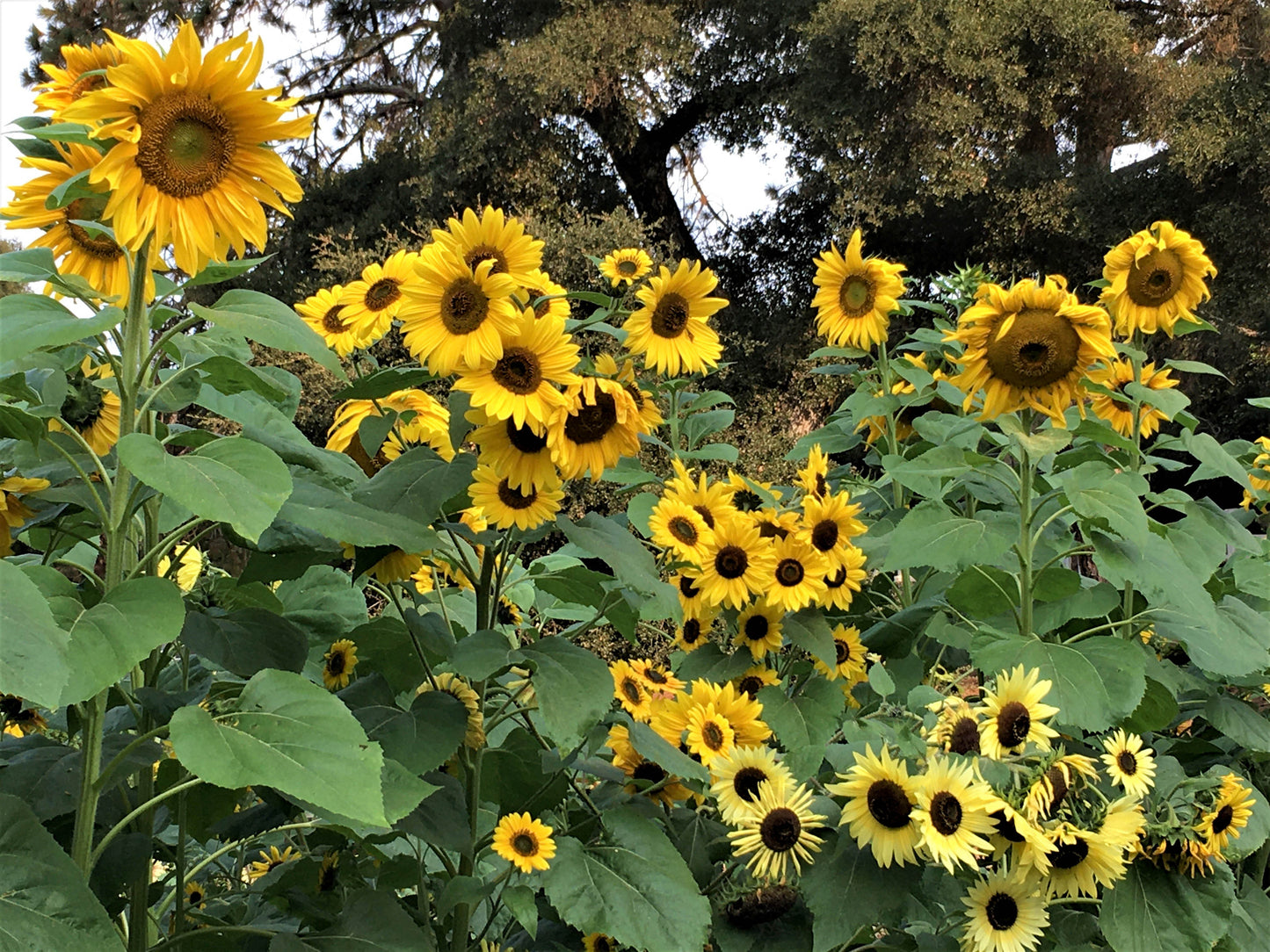 Heirloom Summer Garden Dancing, Joyous Sunflowers