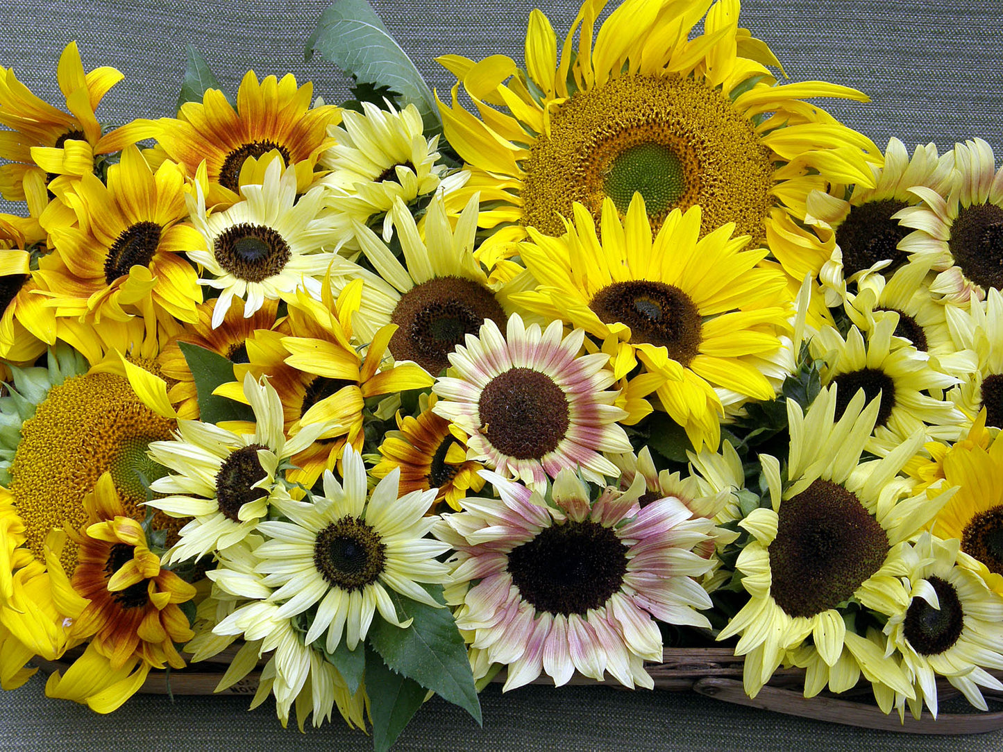 Heirloom Summer Garden Dancing, Joyous Sunflowers