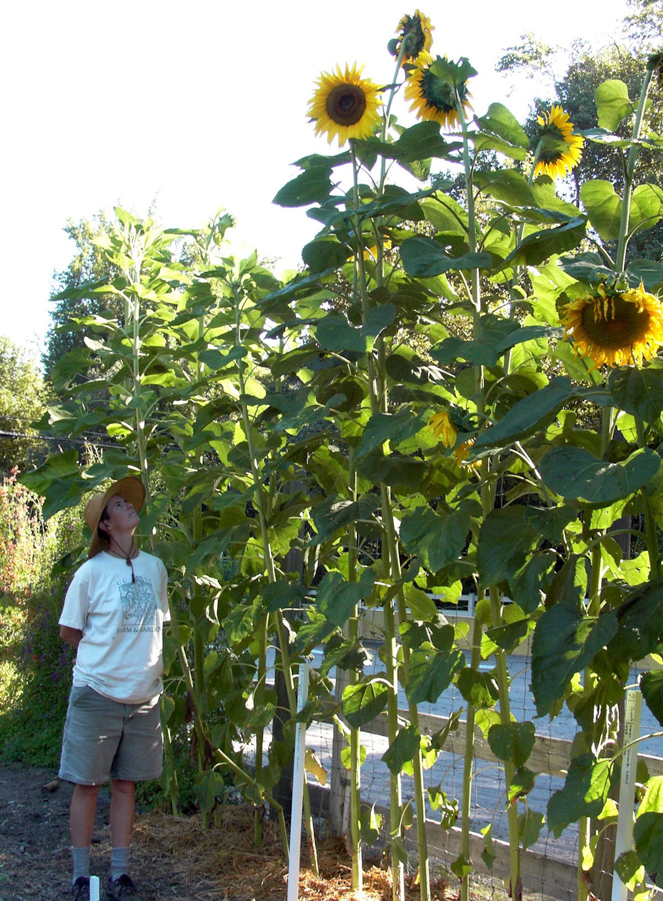 Giant Sunflowers - Sunzilla