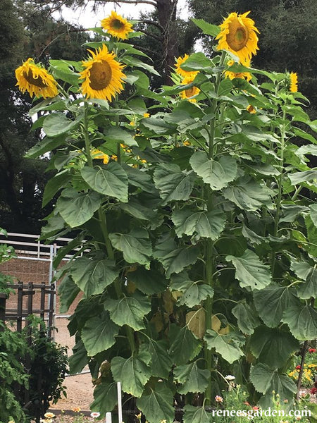 Titan sunflower on sale