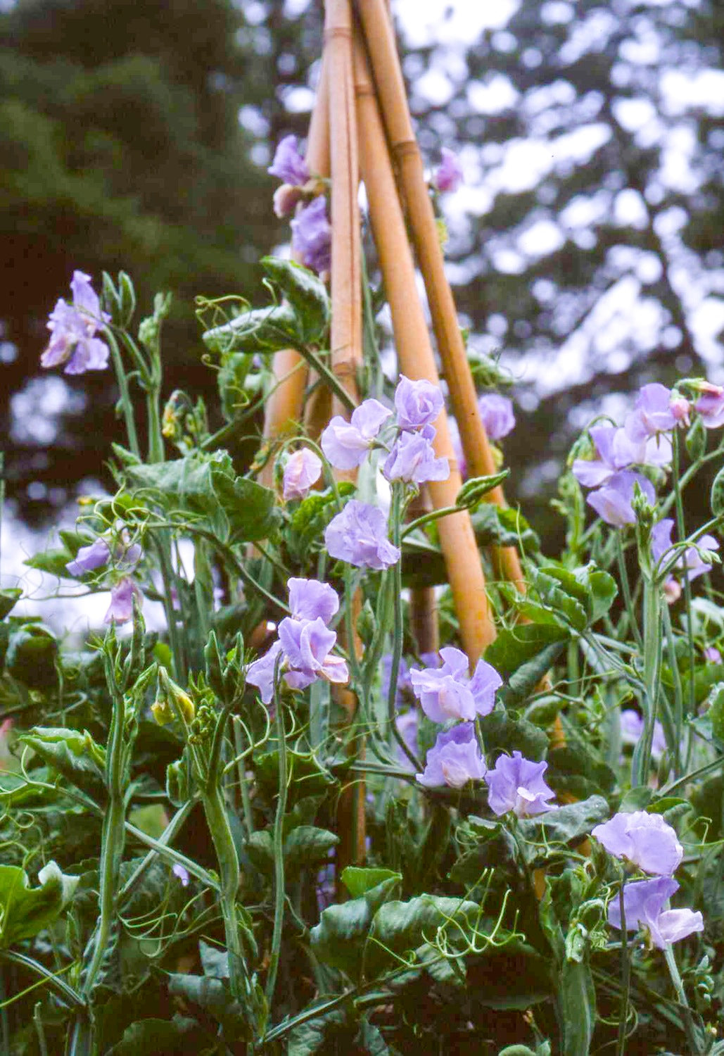 Blue Celeste