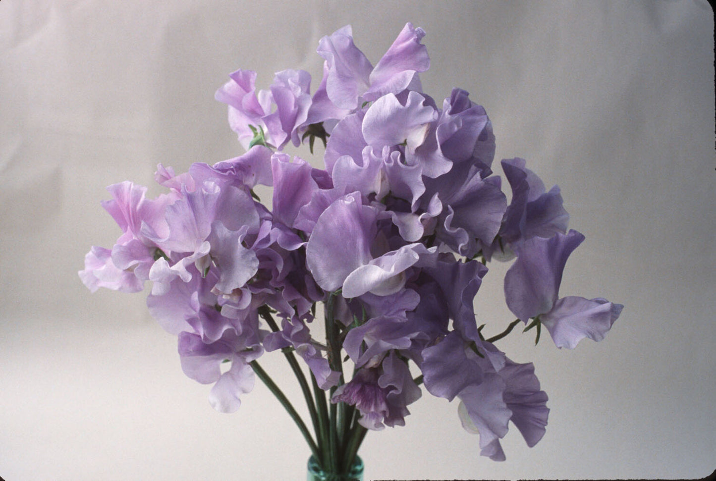 Blue Celeste