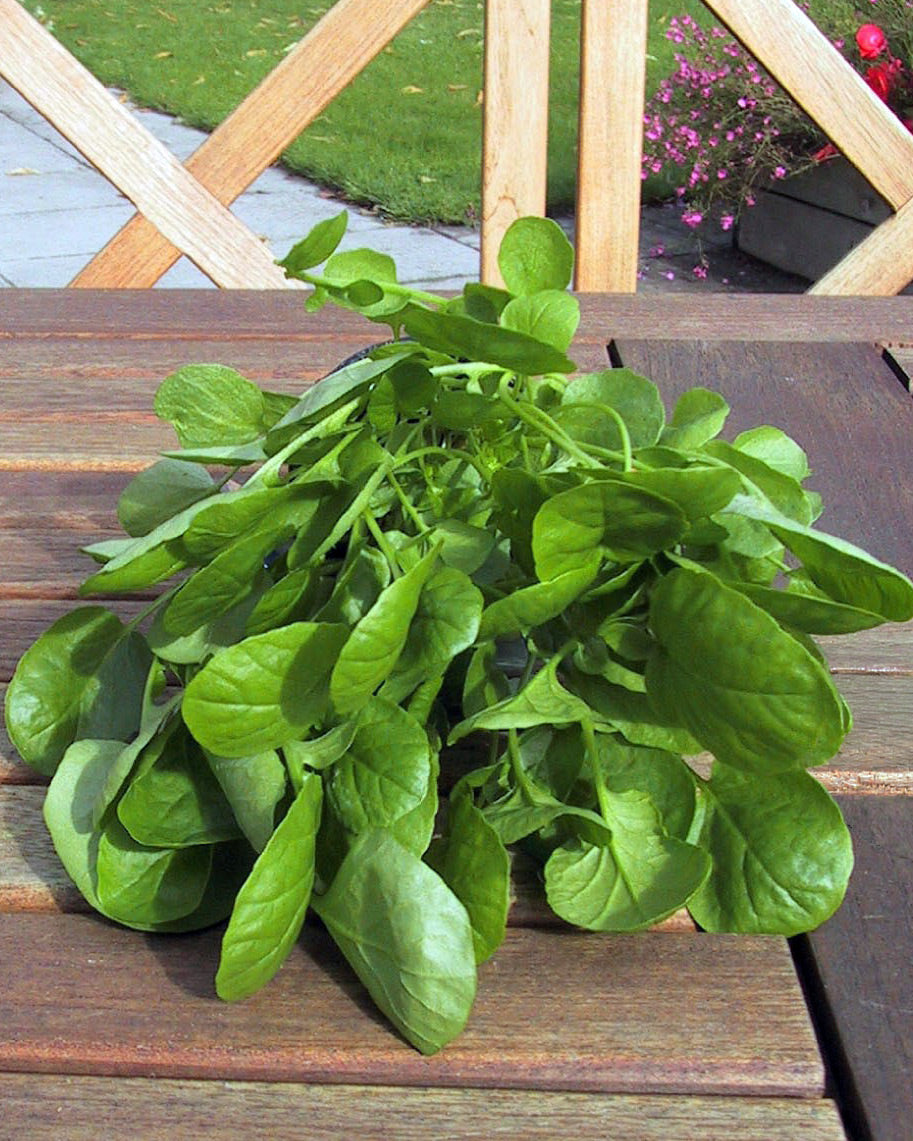 Heirloom Herbs - English Watercress