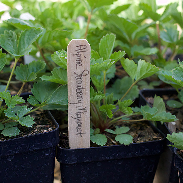 house plant stakes Natural Wooden Plant Stakes