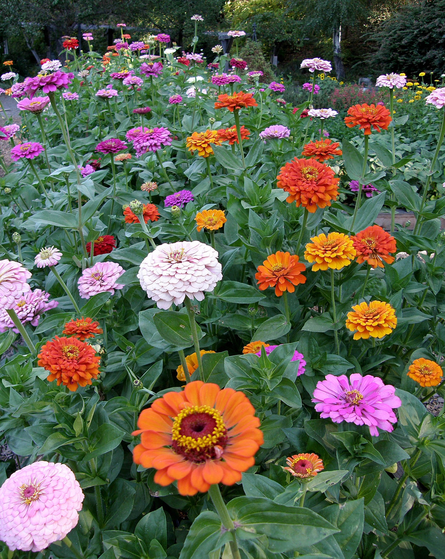Heirloom Rainbow Flowers Colorful, Carefree Zinnias