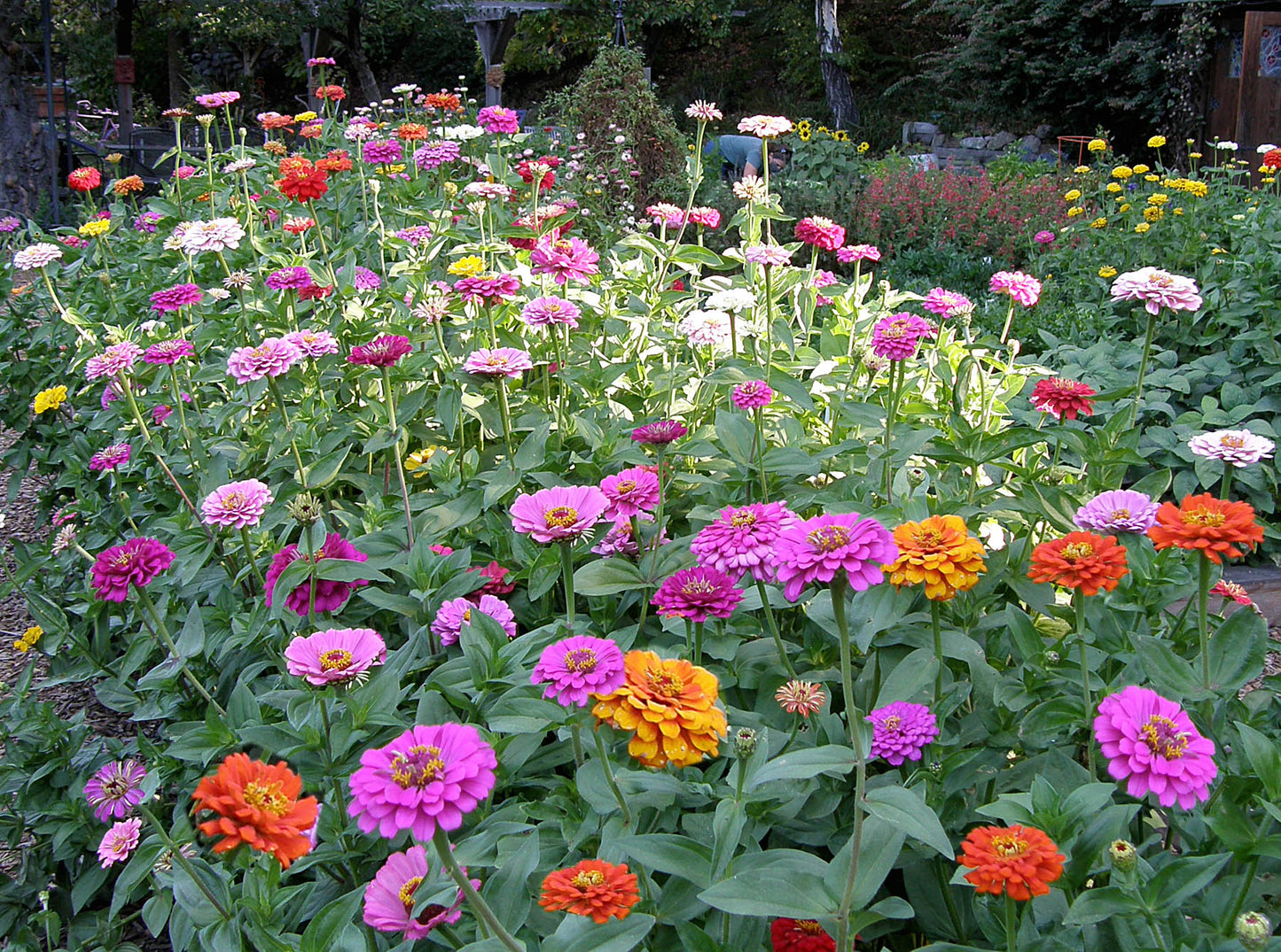 Heirloom Rainbow Flowers Colorful, Carefree Zinnias