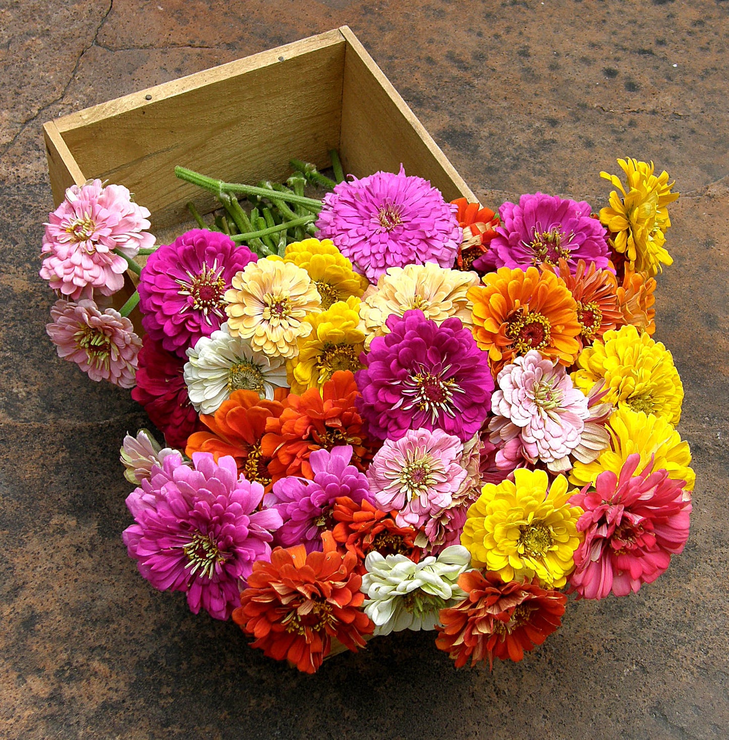 Heirloom Rainbow Flowers Colorful, Carefree Zinnias
