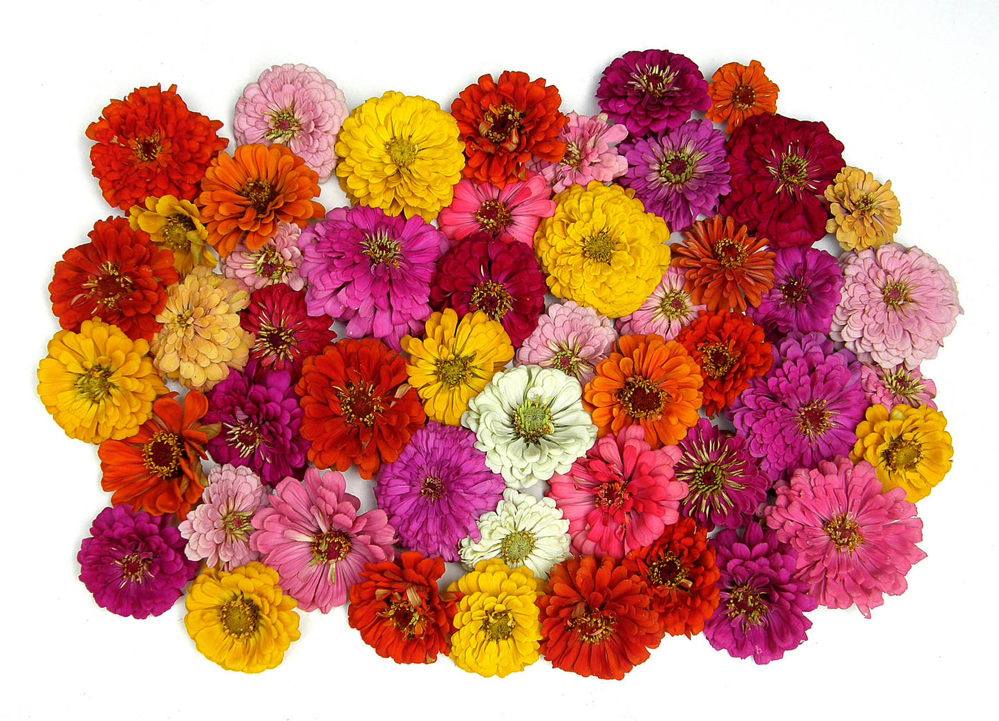 Heirloom Rainbow Flowers Colorful, Carefree Zinnias