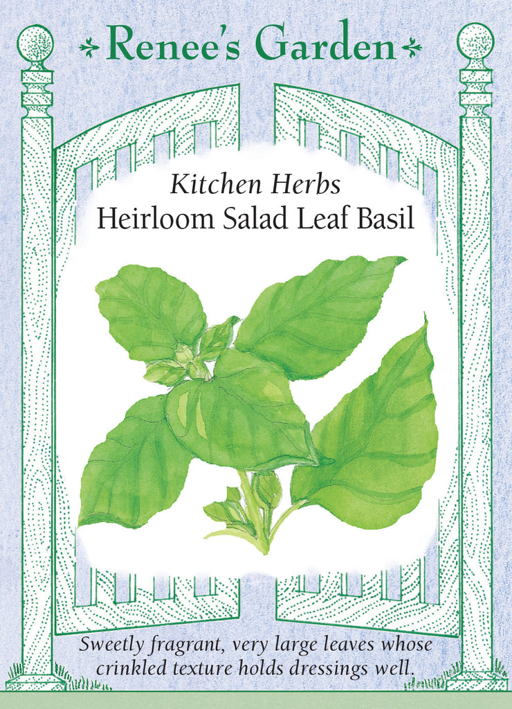 Heirloom Salad Leaf Basil