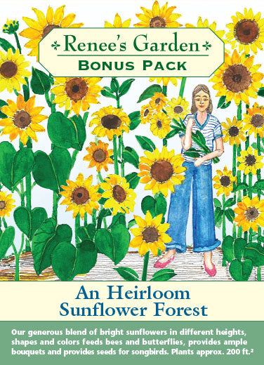 An Heirloom Sunflower Forest