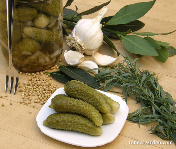 'French Cornichon' Petite Pickles Renee's Garden Seeds
