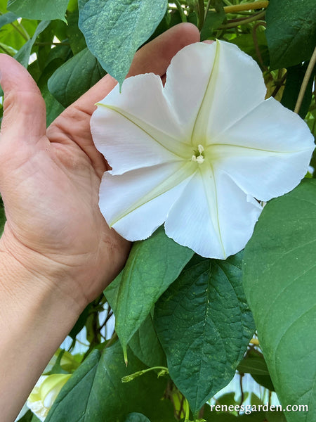 Moonflower online