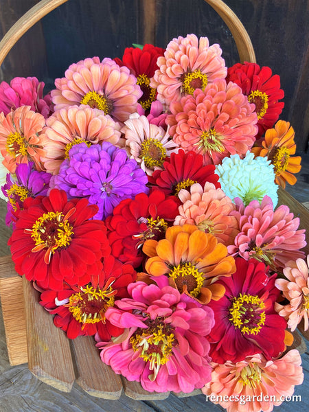 Blue Ribbon Bouquet' Florist's Zinnias | Renee's Garden Seeds