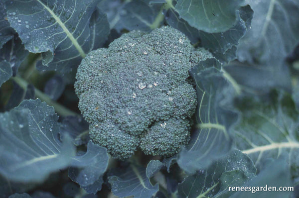 Blend broccoli sale