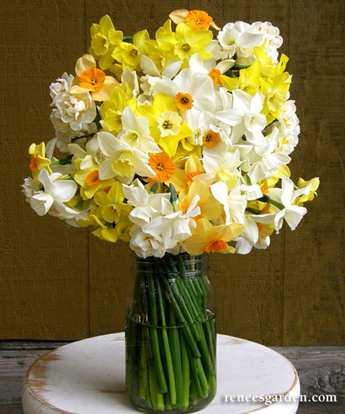 http://www.reneesgarden.com/cdn/shop/products/daffodil-perfume-mix-main_grande.jpg?v=1664583721