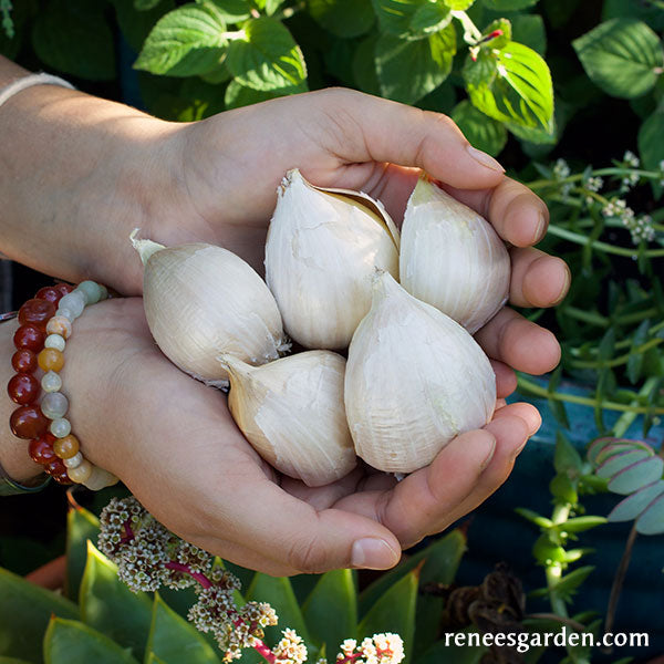 'Elephant Garlic' Renee's Garden Seeds