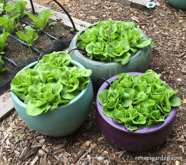 'Garden Babies Butterhead' Container Lettuce Renee's Garden Seeds