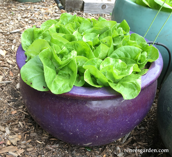 'Garden Babies Butterhead' Container Lettuce Renee's Garden Seeds