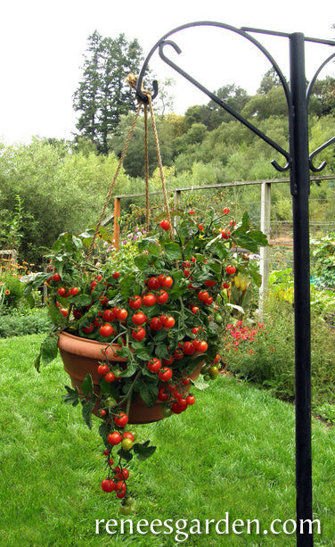 Littl Bites Cherry
