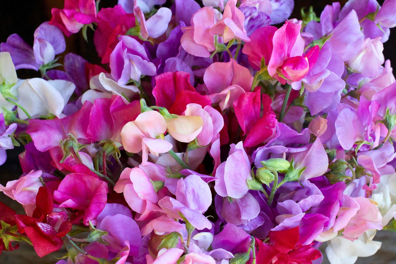 All About Sweet Peas – Renee's Garden