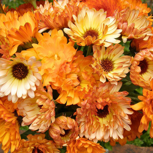 Orange-Calendula Drop Cookies