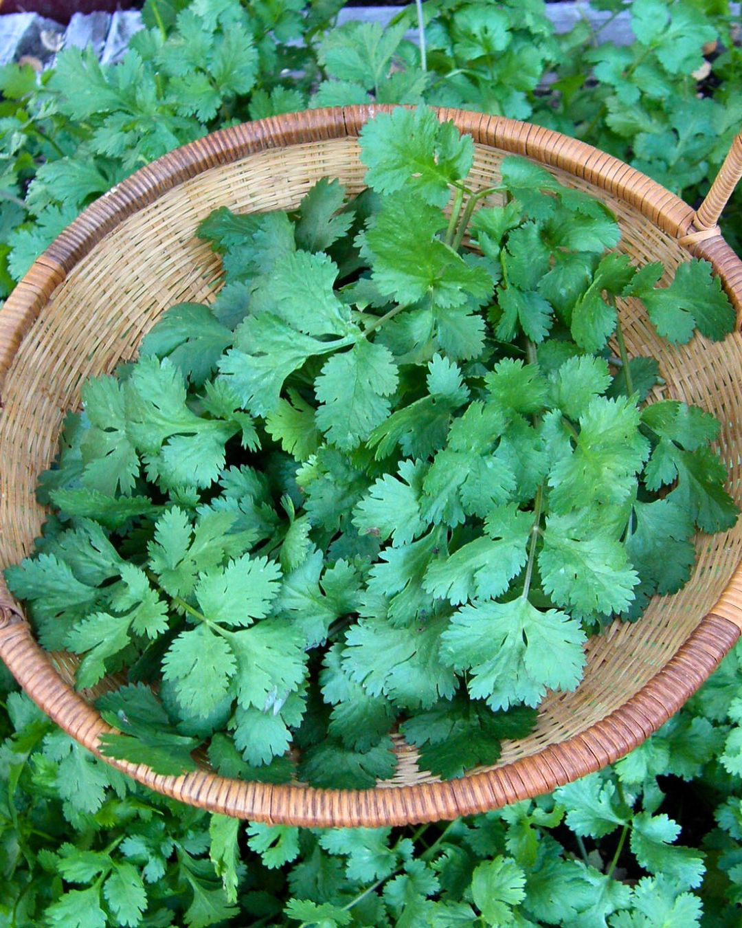 Cilantro In English Gardening 101 – tagged
