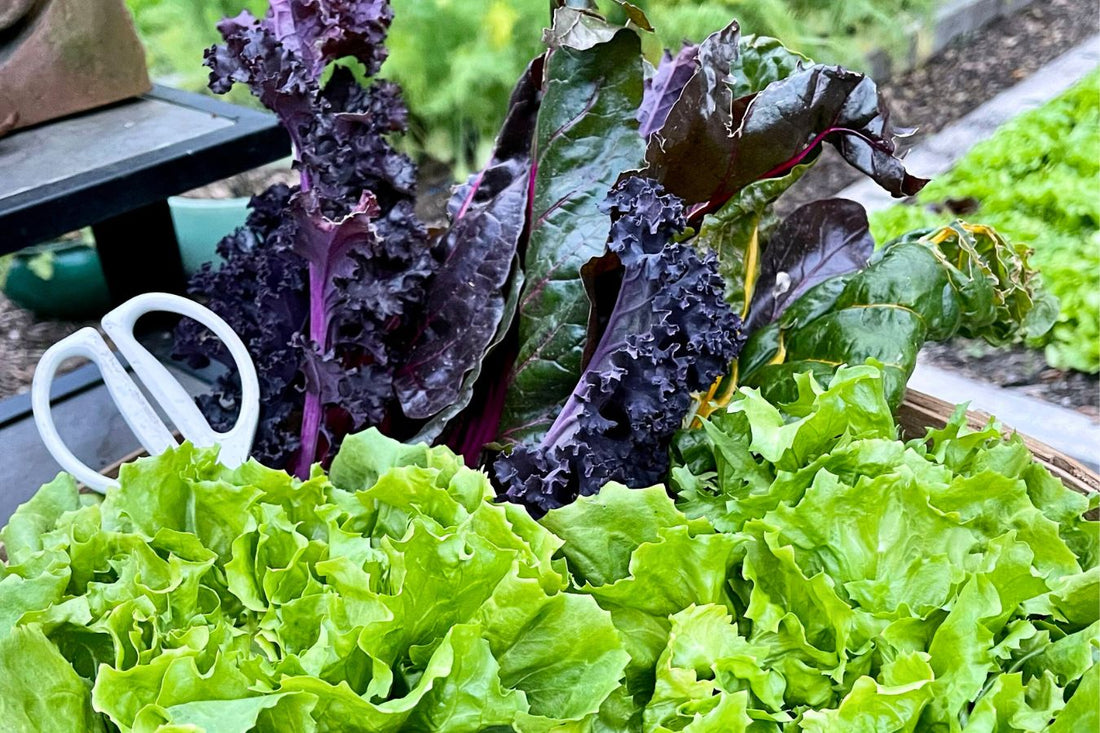 Gardening for a Second Season