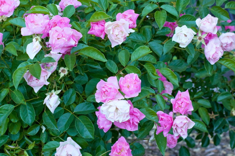 Lavender and Roses from Seed – Renee's Garden