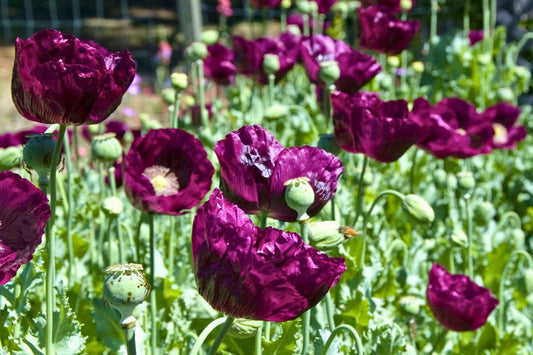 Poppies: Modern and Heirloom Varieties