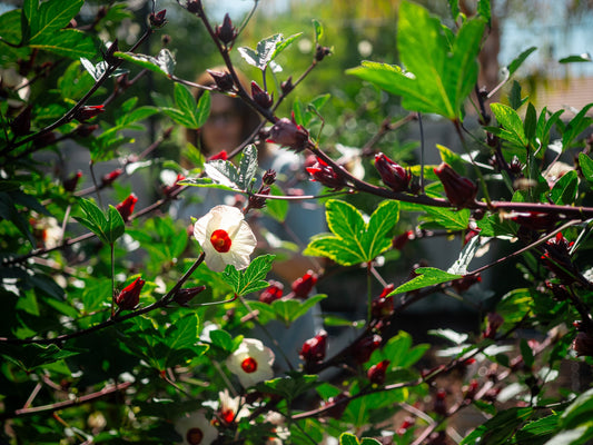 Top Tips for Growing in Hot, Dry Climates