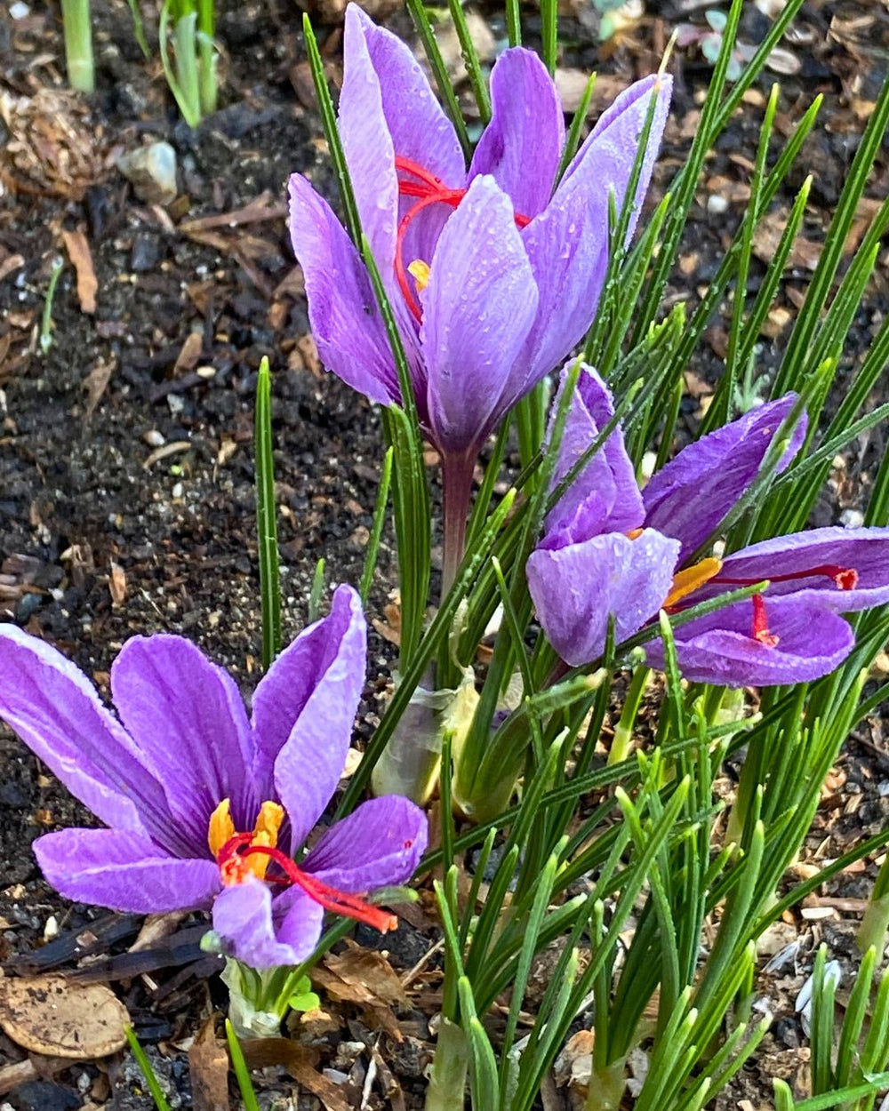 Gardening 101 – tagged 