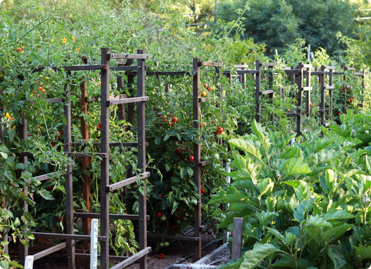 Supporting Big Tomato Vines