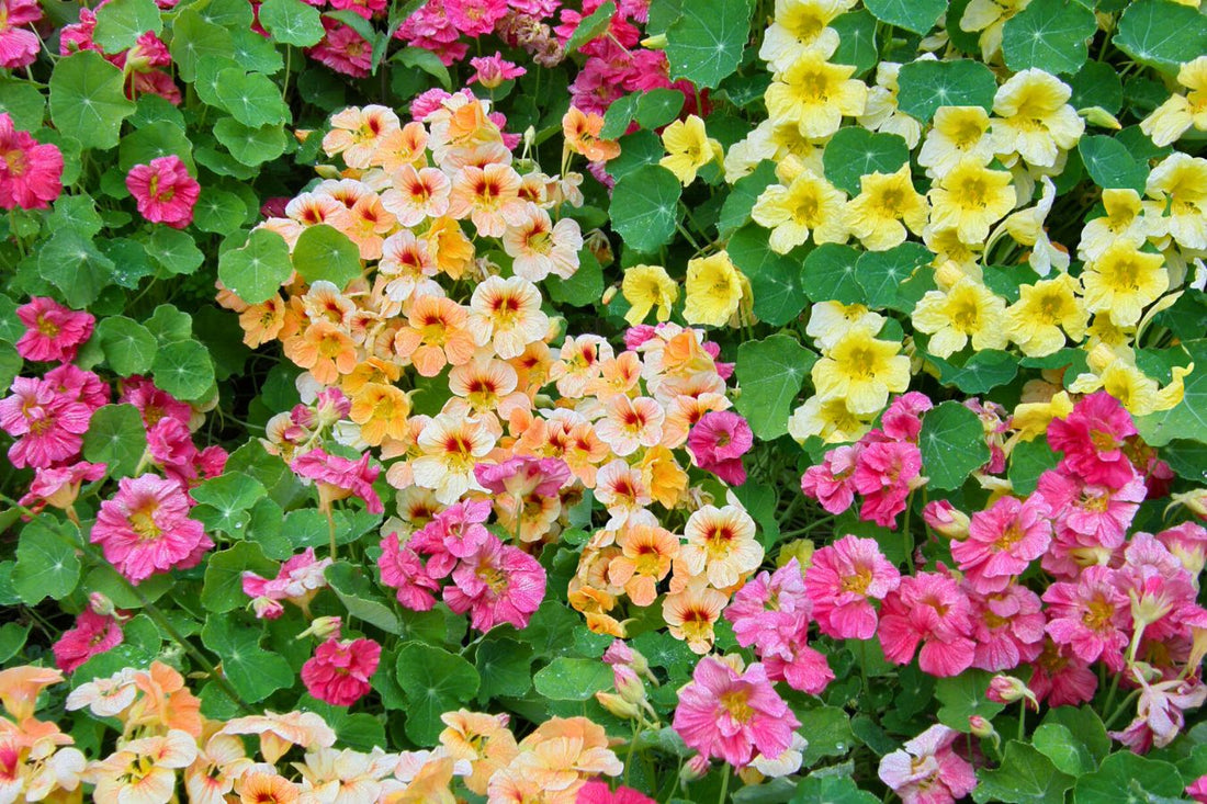What To Plant If You Don't Have Full Sun