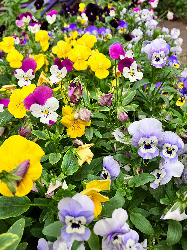 Violas