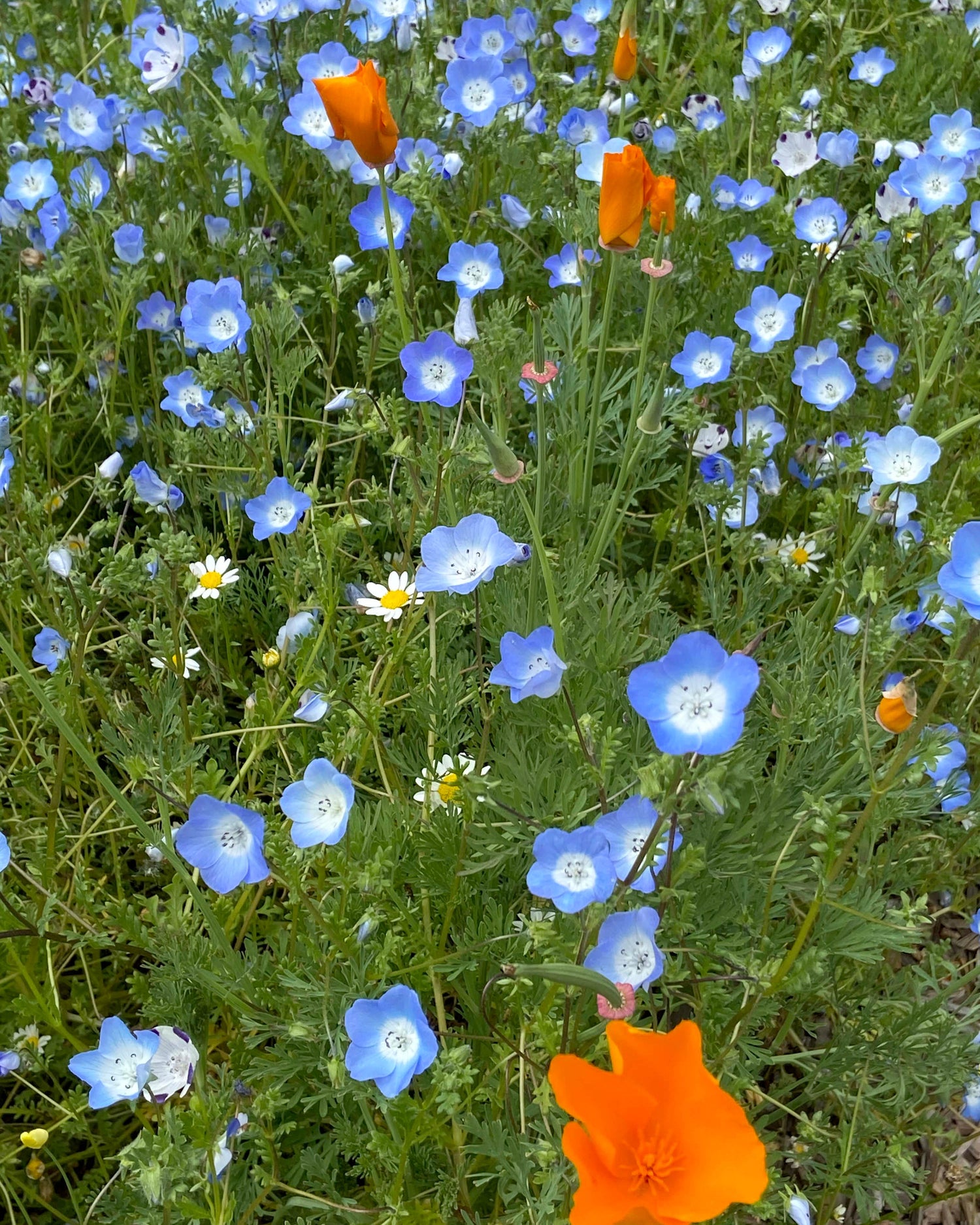 Lawn Alternatives & Cover Crops