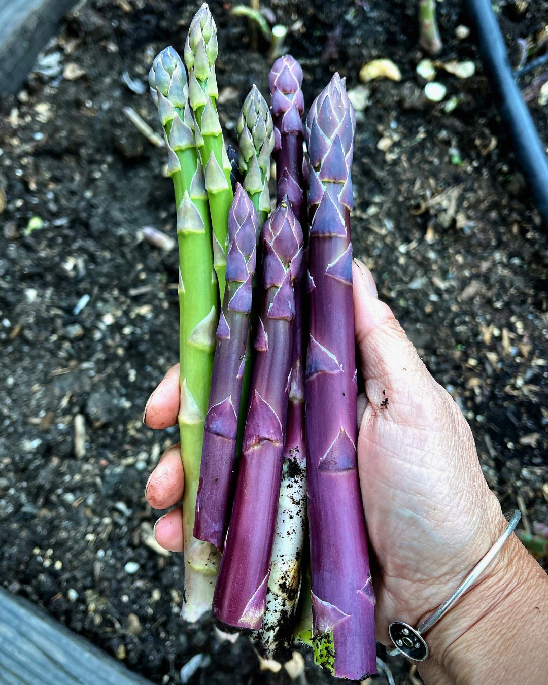 Asparagus