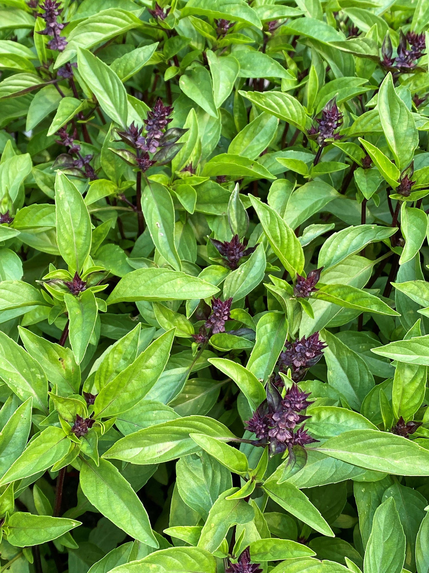 Asian Vegetables and Herbs