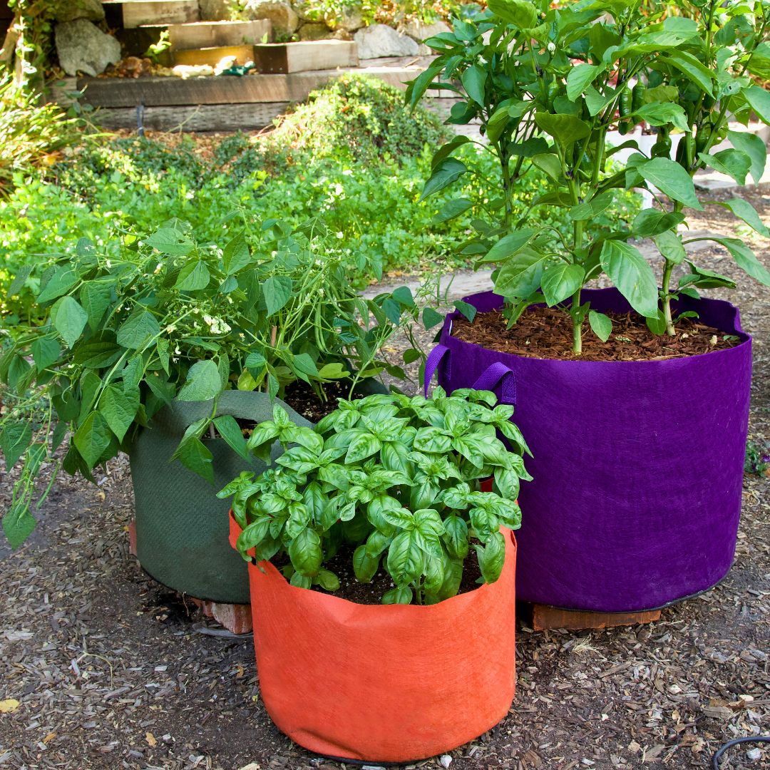Renee's Specialty Container Varieties