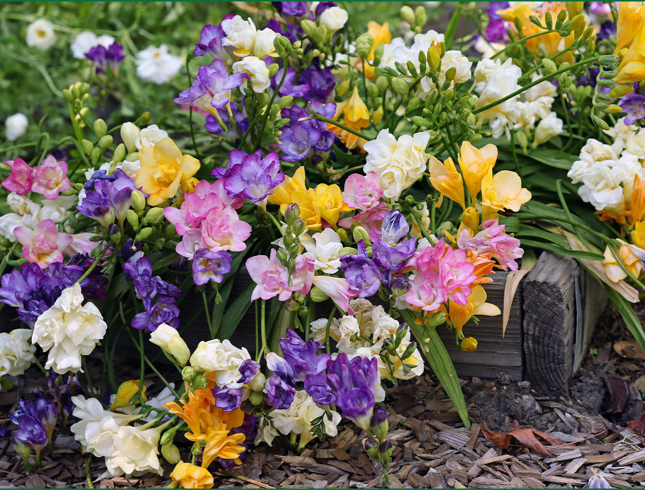 Freesia