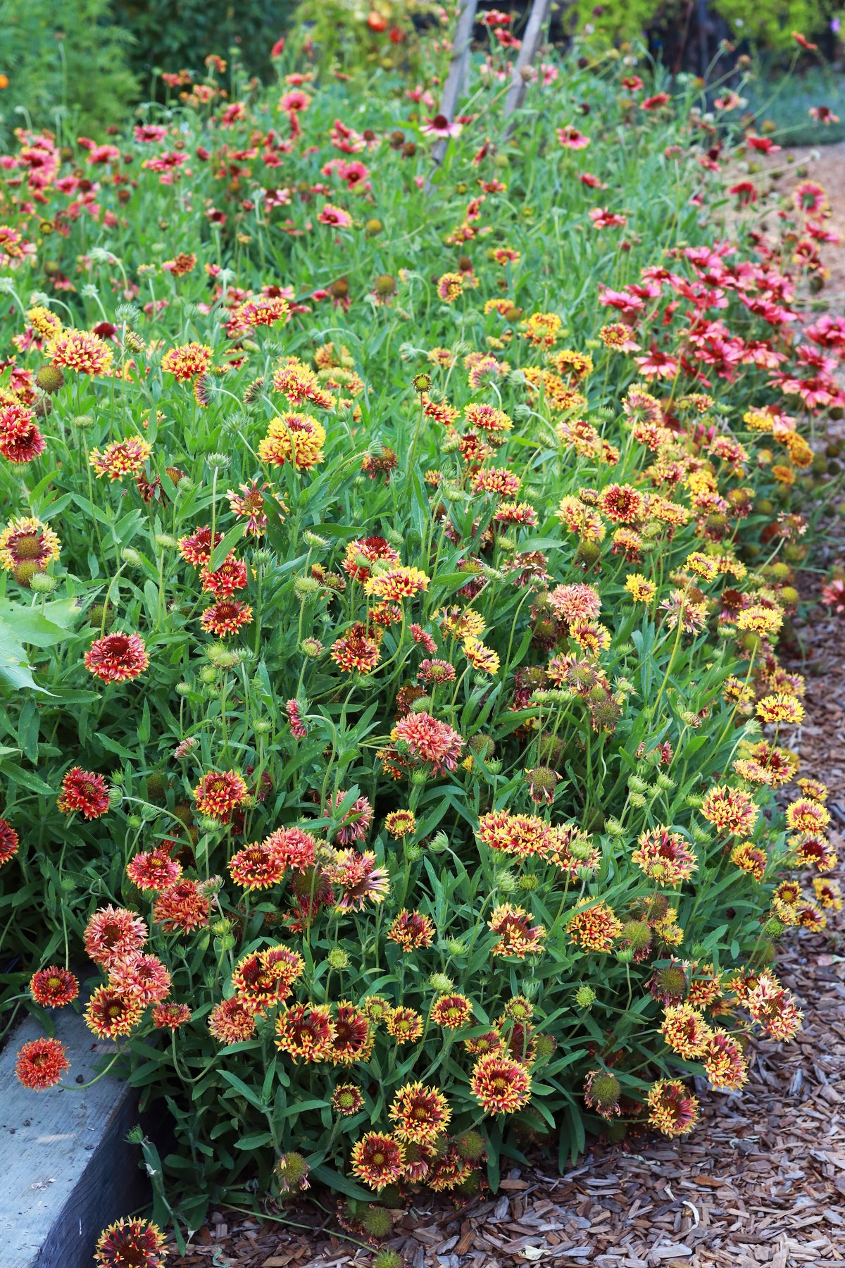 Monsoon and Warm Season Crops
