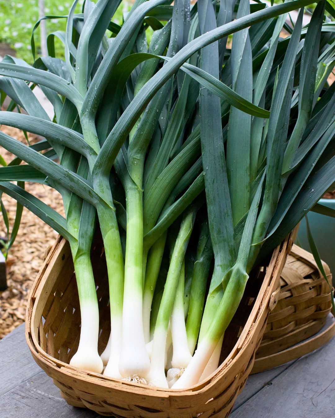 Leek Plants