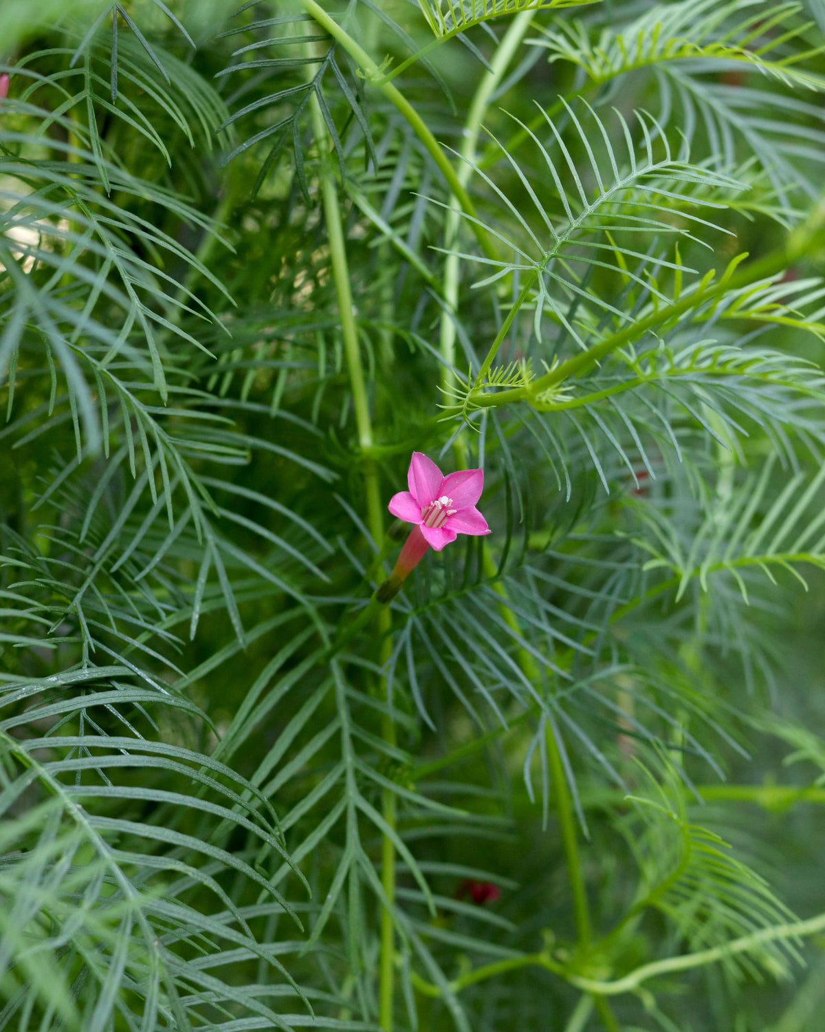 Cypress Vine